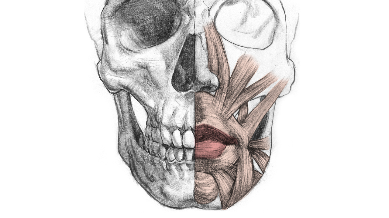 face to anatomy how draw Anatomy â€“ Draw Structure  Lips Proko to How  and