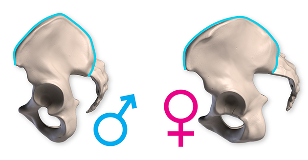 Anatomy Of The Pelvis Proko