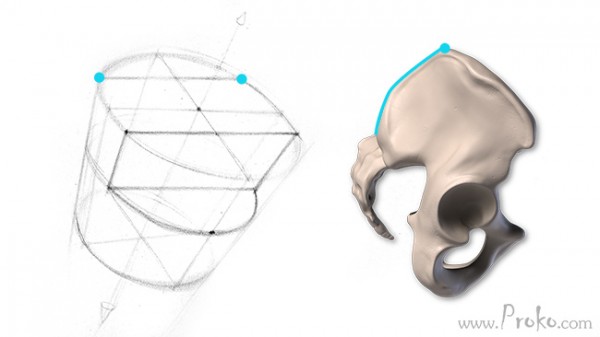 How to Draw the Pelvis From Any Angle | Proko