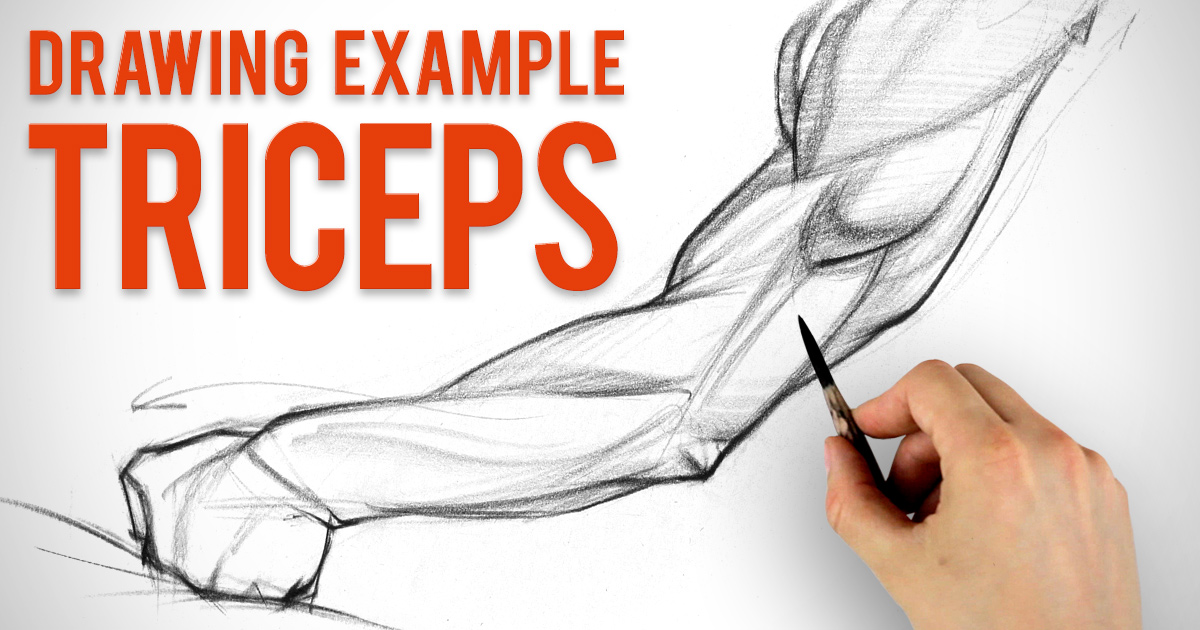 Featured image of post How To Draw Biceps And Triceps