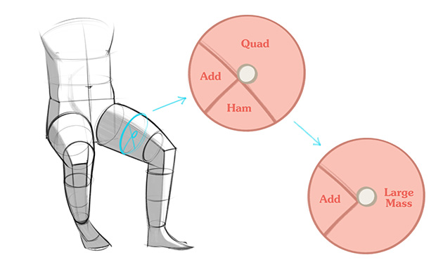 Adductor láb keresztmetszete