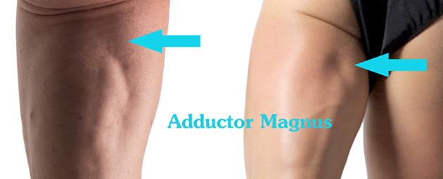 Adductor achteraanzicht