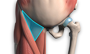 Adductor femoral triangle